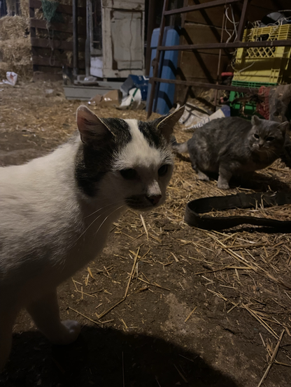 A white cat with some dark brown on his ears and a semi-moustache looks towards the camera, while a grey stripey cat glares angrily at the white cat.  They're both inside a barn with lots of random barn equipment in the background.