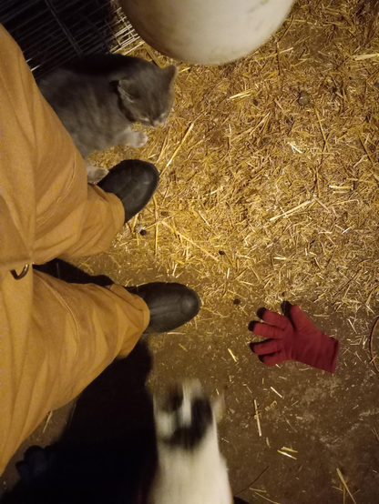 A view looking down at my feet in muck boots, standing on a straw-covered floor, with the grey stripey cat next to one side of me, and the white cat on the other side.  They grey cat is again staring menacingly at the white cat who doesn't seem to care.  There's also an orange glove on the floor next to the cats for some reason.