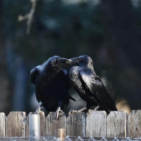 Two ravens on a wooden fence, engaging in a close interaction, touching beaks