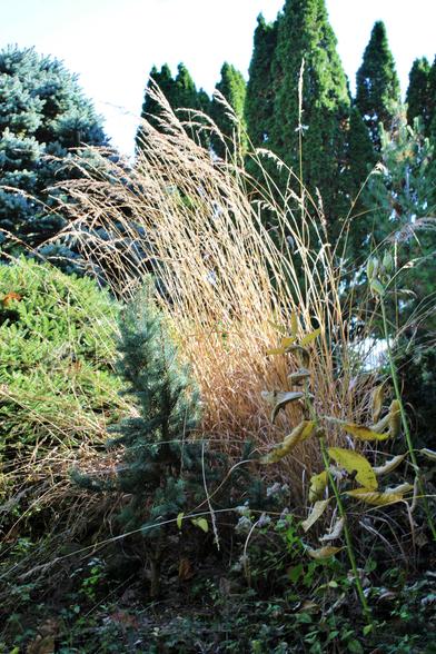 Golden grasses rising from the shade into the bright sunlight on a hillside with tall conifers in the background.