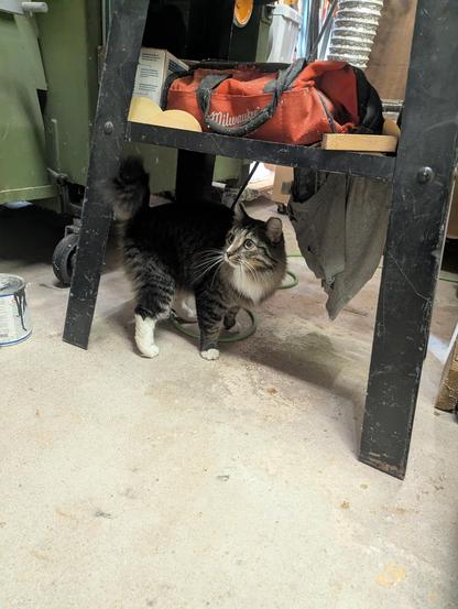 A tabby cat with one white boot and a white chest is looking up from under a saw horse after being startled.