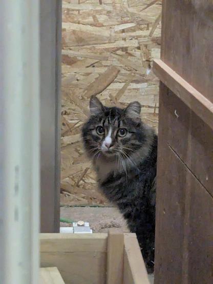 Another tabby cat with a timid expression is looking out from behind some boxes.