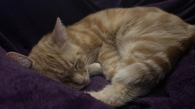Washy the sleepy cat on his purple blanket