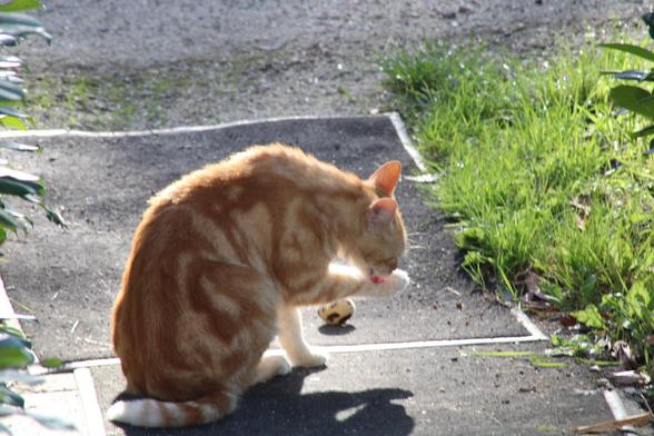 Washy the cat washing washy the cat in the garden of washy the cat 

George is also somewhere